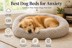 Golden Retriever sleeping peacefully in the best dog bed for anxiety with a soft calming donut bed in a cozy living room.
