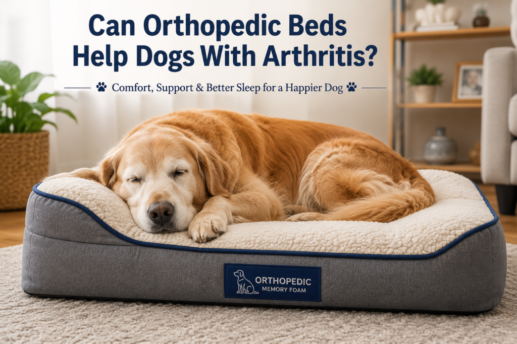Can orthopedic beds help dogs with arthritis senior Golden Retriever resting comfortably on an orthopedic memory foam dog bed